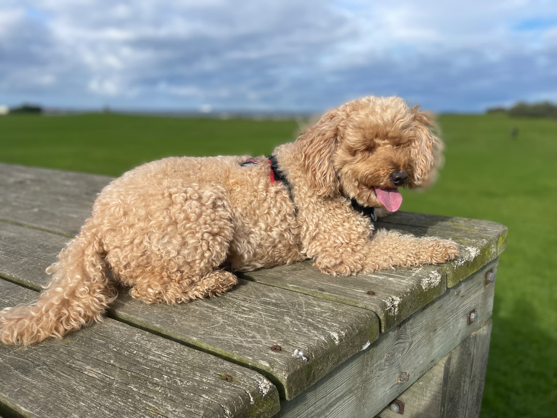 Sunny the dog on a picnic table